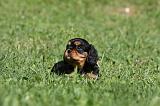 CAVALIER KING CHARLES 576